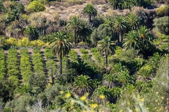 Dunaflor Sunny Maspalomas (Gran Canaria)